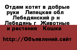 Отдам котят в добрые руки - Липецкая обл., Лебедянский р-н, Лебедянь г. Животные и растения » Кошки   